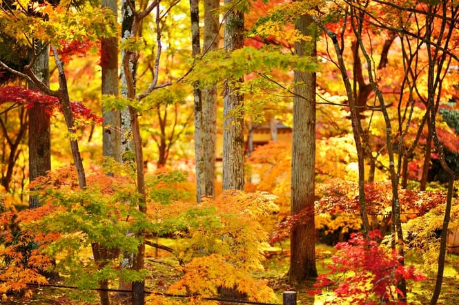 Fall foliage at Eikando Temple in Kyoto, Japan.