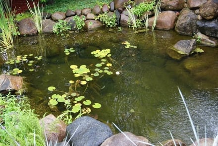 The Pros and Cons of Adding a Pond in Your Backyard